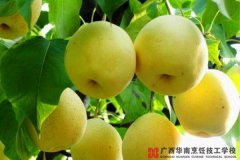 饭后吃梨，大量排出体内毒素！